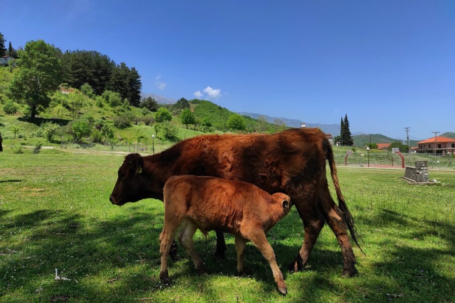 ΦΑΡΜΑ ΤΖΙΩΡΤΖΙΩΤΗ – ΦΙΛΥΡΙΑ ΘΡΕΨΙΣ